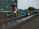 ワイワイ学園「親子でサツマイモの苗を植えよう」を開催しました